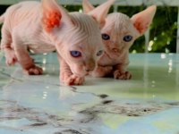 Sfenks Pink And Blue Yavrular