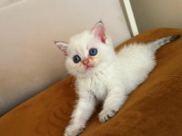 Safkan British Shorthair Golden Point Yavrular