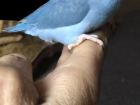 Elle Beslemeye Uygun Forpus Yavrular