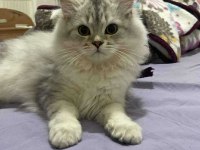 British Ahiretliklerim