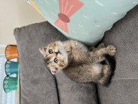 Scottish black golden ny25