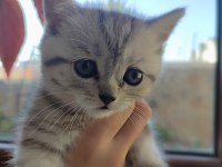Sevimli minik british shorthair yavrularımız