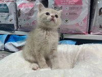 Irkının En İyi Örneklerinden British Yavrularımız Yuvaya Hazır