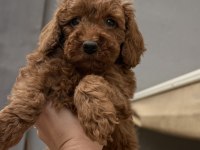 Red Brown Toy Poodle