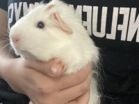 Guinea pig.2-3 aylık