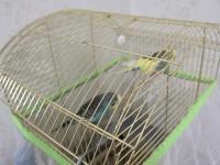 Uysal Eşli Muhabbet Kuşu