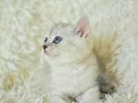 Muhteşem Tatlı Silver British Shorthair