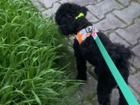 Safkan Toy Poodle Aşıları Tam Sahiplendirilecek
