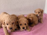 Maltipoo Bebek Köpekler