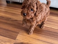 A kalite toy poodle yeni ailesini bekliyor