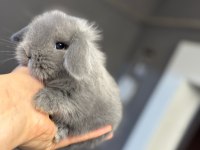 Safkan evcil yavru tavşanlar her yere gönderilir