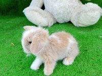 Hollanda teddy lop yavru tavşanlar