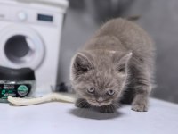 Ruhsatlı İşletmeden Scottish Ve British