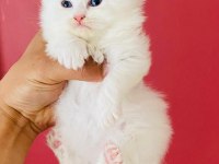 Beyaz British Longhair Pamuk Prenseslerim