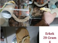 Sağlıklı Sezona Hazır Crested Gecko