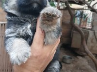 Alman Kurdu Yavrularımız