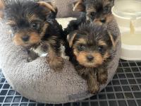 Teslime Hazır Safkan Yorkshire Terrier Irkının En Güzelleri