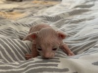 Safkan Kanada Sfenksi Yavruları