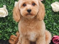 Maltipoo Bizimle Tanışmadan Karar Vermeyin