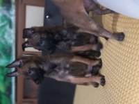 Bursa Paşa Köpek Dünyası Belçika Malinois Yavrularımız