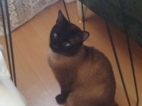 Siyam Cinsi 3 Yaşında Erkek