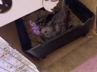 Çift Muhabbet Kuşu (Uygun Fiyat)