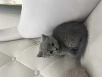 British Shorthair Yavrularımız Yeni Yuvalarını Bekliyor