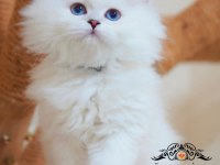 Masalsı güzellikte silver british longhair