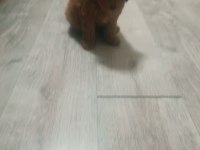 Erkek Poodle 2 Aylık