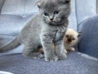 Scottish Fold Gri Yavru Kedimiz