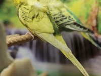 Ücretsiz Sahiplendirme Japones Ev Üretimi 2025 Doğumlu Muhabbet Kuşu