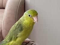 Dişi yaşında forpus papağanı