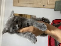 Güzel British Shorthair Bebeklerim