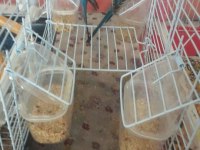 Yetişkin 3 Aylık Yavru Muhabbet Kuşlarım