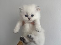 A+++ Kalitede Özenle Bakılan Yavru Kedilerimiz