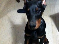 Sağlık Ve Irk Garantili Dobermanlar