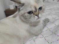 British shorthair mavi gözlü