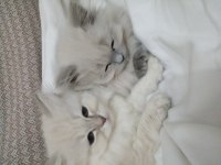 Safkan British Kediler Göz Bebeklerimiz