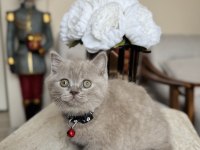 British Shorthair Lilac Yavru