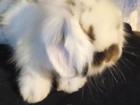 Orjinal safkan teddy lop yavru tavşanlar