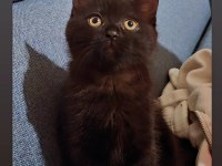 British shorthair izmir ücretsiz