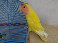 Hazır Eş Mutasyon Sevda Papağanı Takım