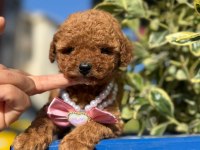 Orijinal Güler Yüzlü Show Kalite Poodle Yavrumuz