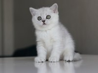 Full Şecereli Babadan Teslime Hazır Dişi Kedimiz