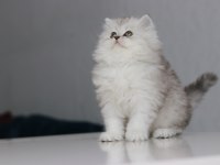 Full Şecereli Babadan Teslime Hazır British Longhair Dişi