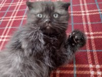 Scottish fold yavru kedimiz