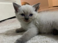 British Straight Beyaz Mavi Göz