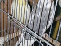 Yavru Alınmış Çift Sultan Papağanı