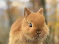 A Kalite Netherland Dwarf Tavşan