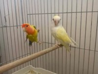 Sevda papağanı takımları